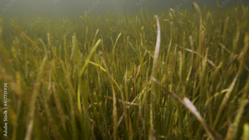 Seagrass underwater Seagrass underwater