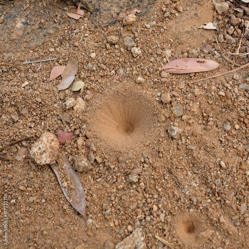 蟻地獄の巣 photo