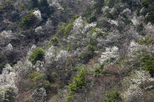 春の山裾にさき出した白い花々