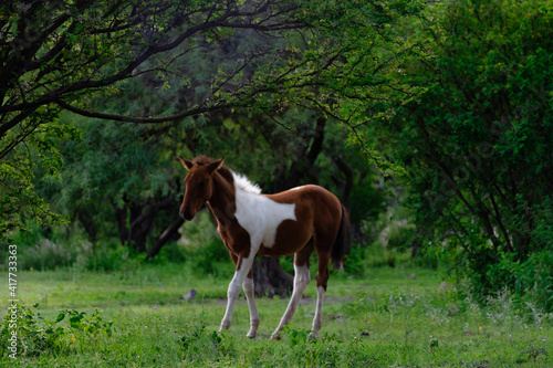 BROWN AND WHITE FOAL FREE IN THE NATURE