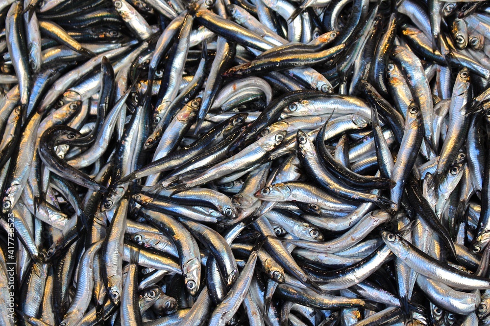 Venice, Italy. Anchovy at the fish market. Venice, Italy. Anchovy at the fish market.