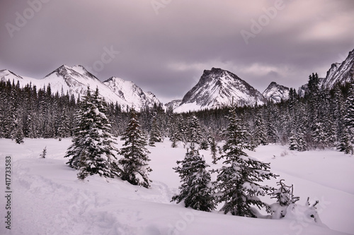 Winter snowy landscape with fir trees and mountains in the background. Chester Lake trail. Alberta. Canada 