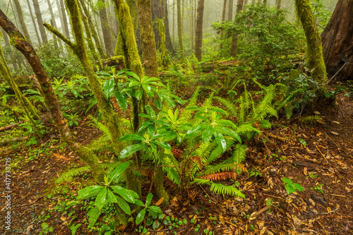 USA, California, Redwoods National and State Parks. Redwood forest scenic.