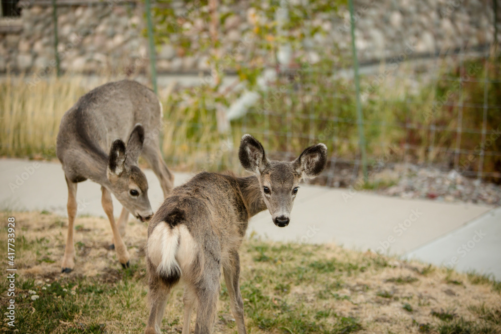 Close up of white-tailed deer in Waterton National Park Close up of white-tailed deer in Waterton National Park