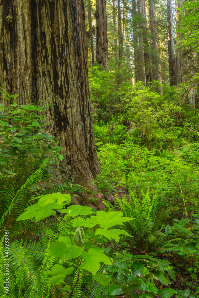 USA, California, Redwoods National and State Parks. Redwood trees landscape.