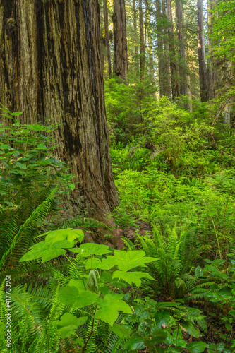 USA, California, Redwoods National and State Parks. Redwood trees landscape. © Danita Delimont