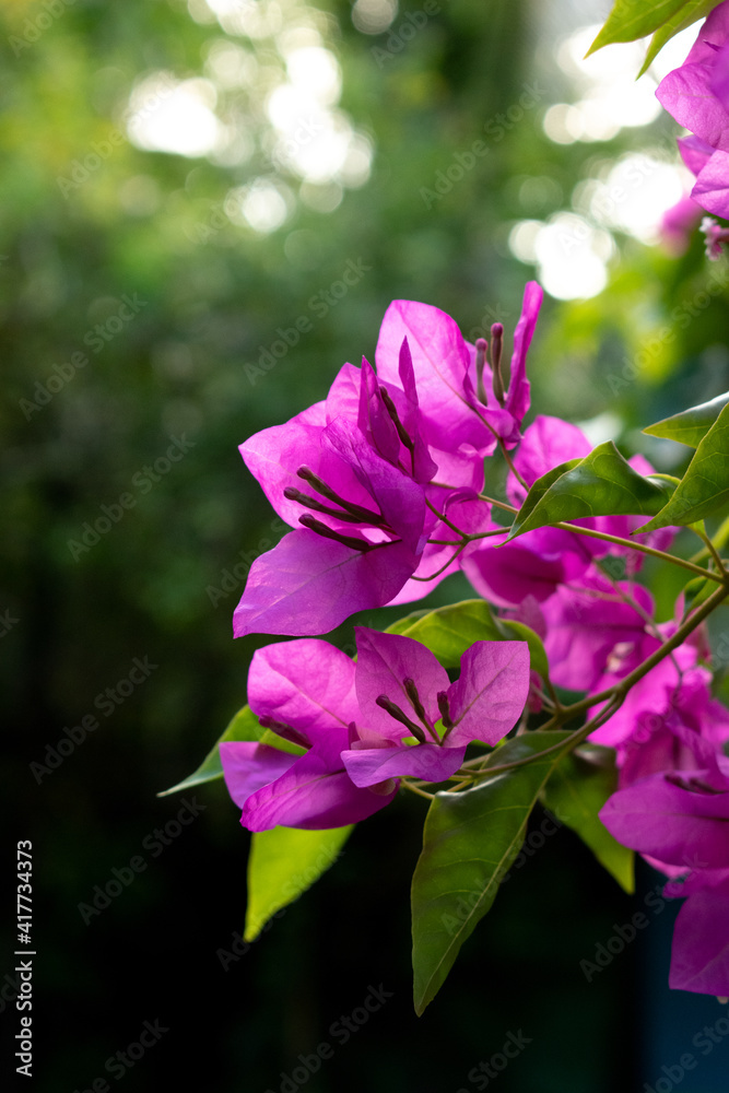 purple bogainvillea in tree with green leaves purple bogainvillea in tree with green leaves