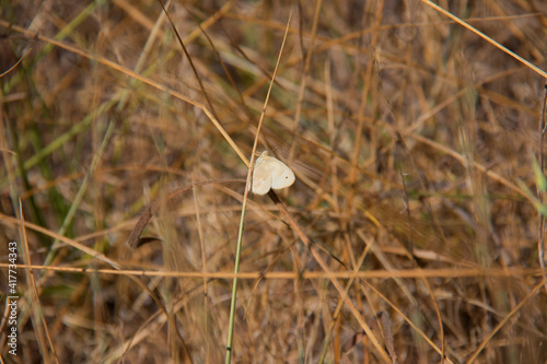 moth on a reed in a grass field