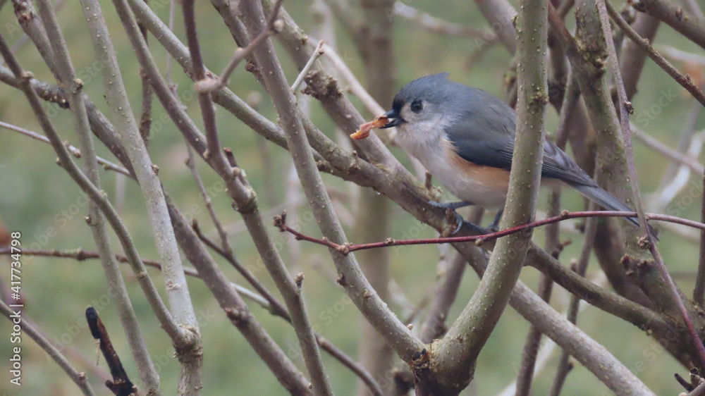 Fototapeta premium Tufted Titmouse Feeding 1
