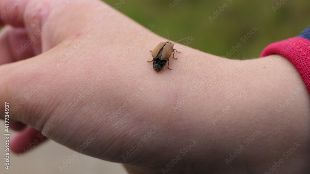 Bug insect sitting on a hand in the countryside Bug insect sitting on a hand in the countryside
