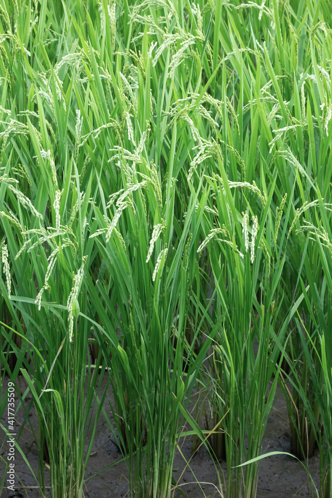 Obraz premium 稲穂