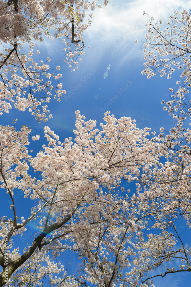 Cherry Blossoms and open sky in Washington D.C. Cherry Blossoms and open sky in Washington D.C.