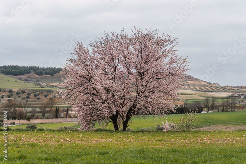 Canvastavla Beautiful flowering almond tree in a rural area under a cloudy sky