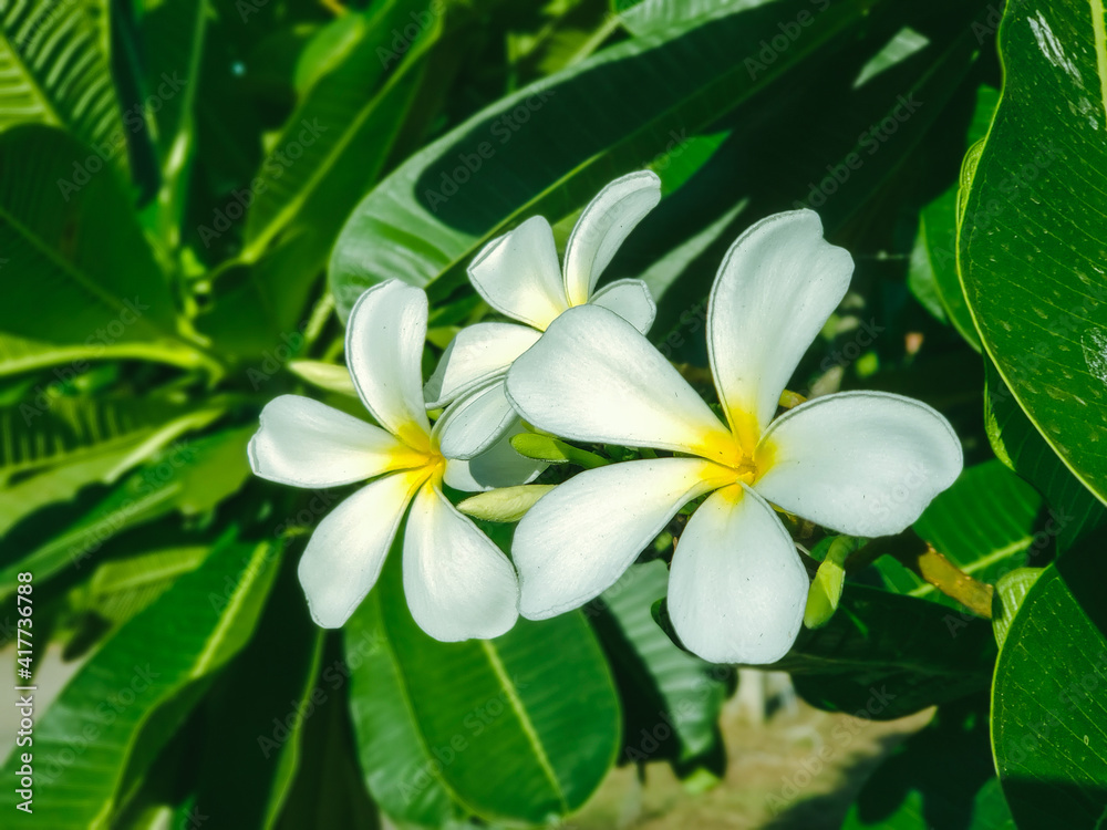 Beautiful frangipani or plumeria flowers in bright sun shine, Thailand also called Leelawadee, temple flower, Lantom and 