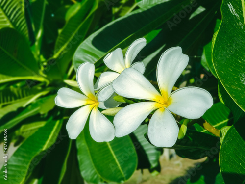 Beautiful frangipani or plumeria flowers in bright sun shine, Thailand also called Leelawadee, temple flower, Lantom and "Dok lantom"
