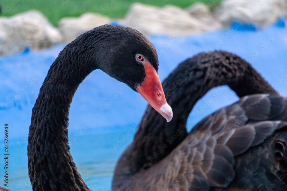 Fototapeta premium black swan on the water