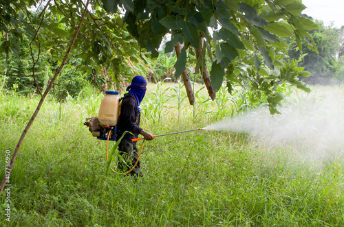 Sung noen, Korat / Thailand - July 4, 2018 : Man using hand-applied herbicides or herbicide application with a backpack sprayer to spray on the grass, weed-killing or weed control.