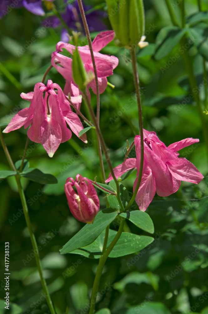 Beautiful pink flowers of Aquilegia (Aquilegia) on a background of green leaves in the garden close-up