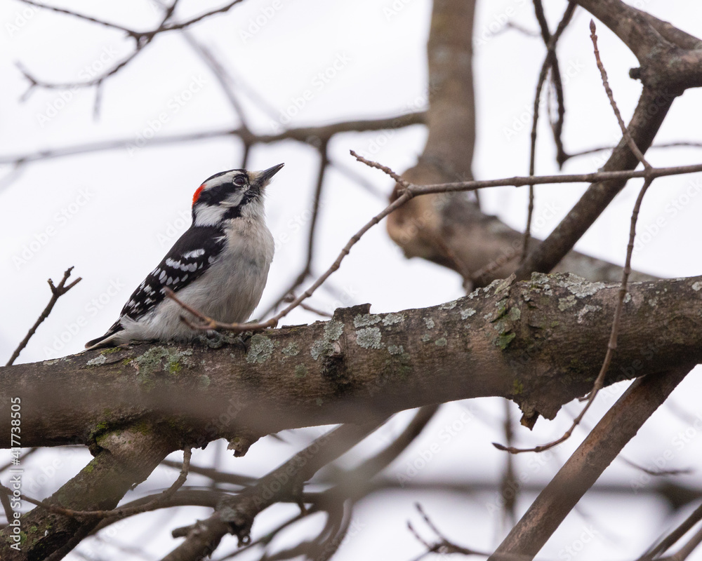 Downy Woodpecker Downy Woodpecker