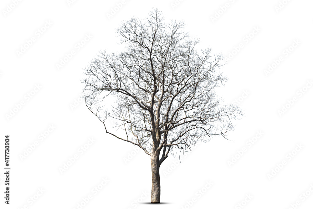 Dead tree isolated on a white background, clipping path. Dead tree isolated on a white background, clipping path.