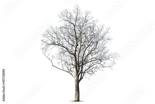 Dead tree isolated on a white background  clipping  path.