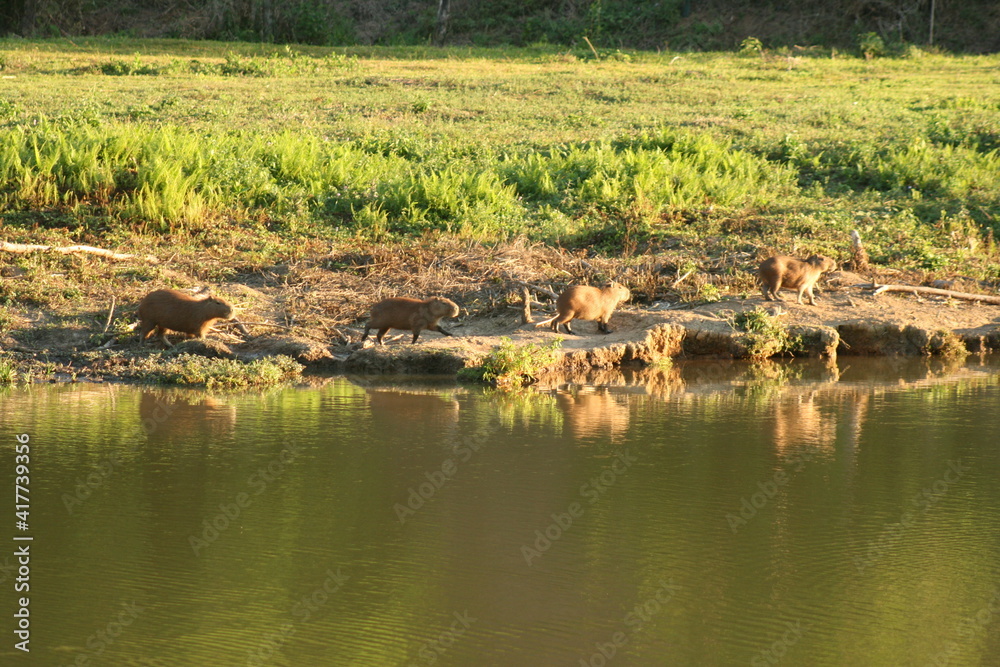 Capybaras running across the lake. Capybaras running across the lake.