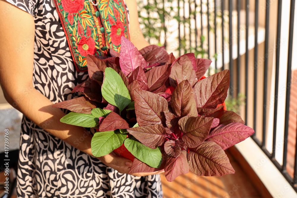 Growing red spinach organic kitchen garden terrace garden in balcony