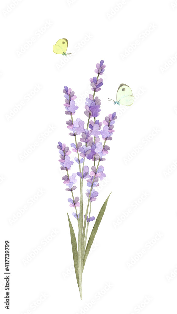 Naklejka premium ラベンダーと蝶々 水彩イラスト