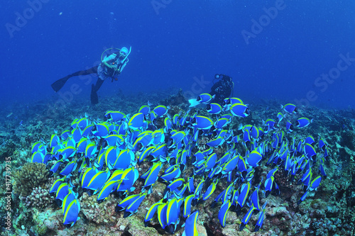 Maldives、underwater、 photo