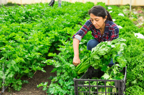 Latin american woman farmer working in a greenhouse is engaged in harvesting celery in the garden.