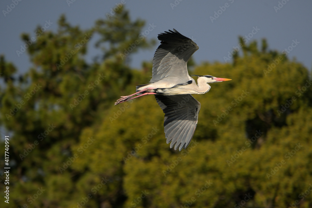 Obraz premium 大きな羽を広げて飛んで行くアオサギ