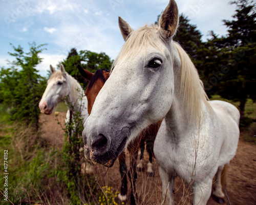 White Horses faces in field