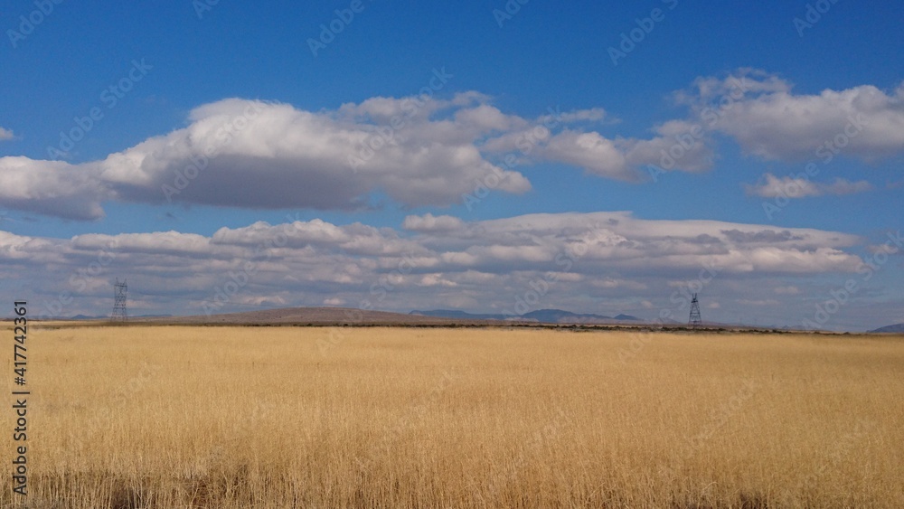 field of wheat