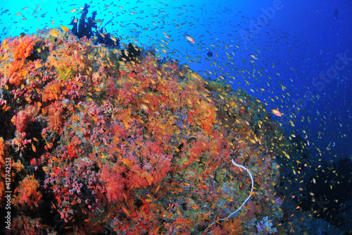 モルディブ水中写真。カラフルな珊瑚礁 