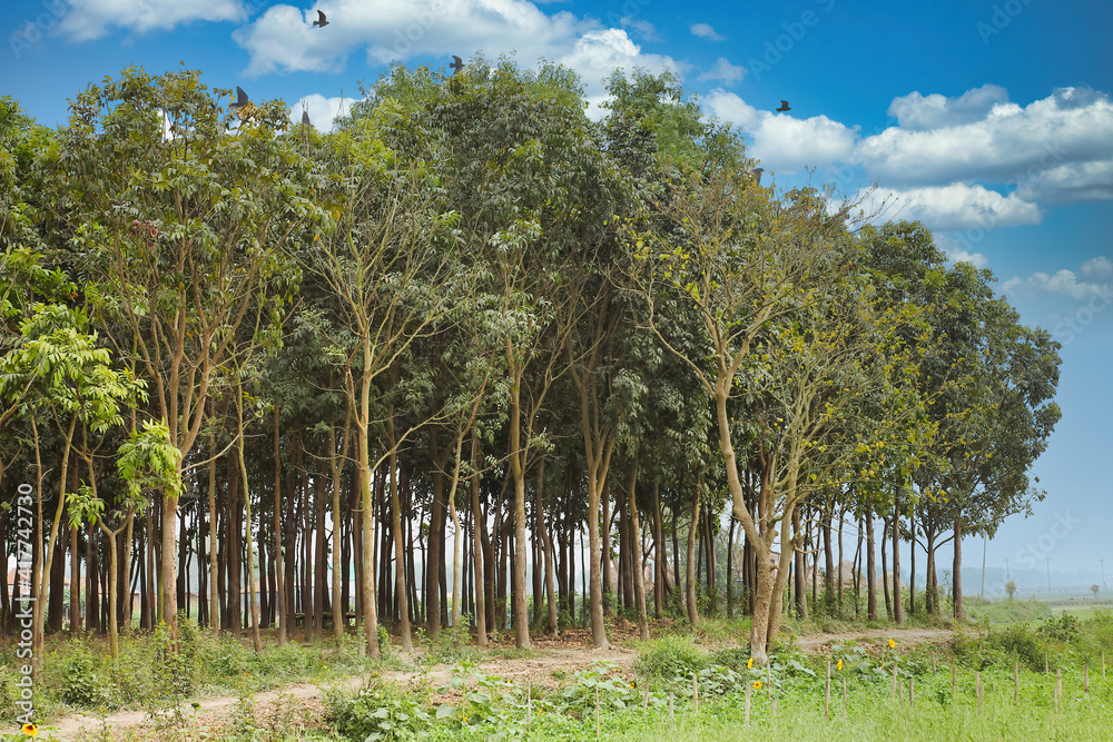 a ceremony of tall trees beside the field under the blue sky a ceremony of tall trees beside the field under the blue sky