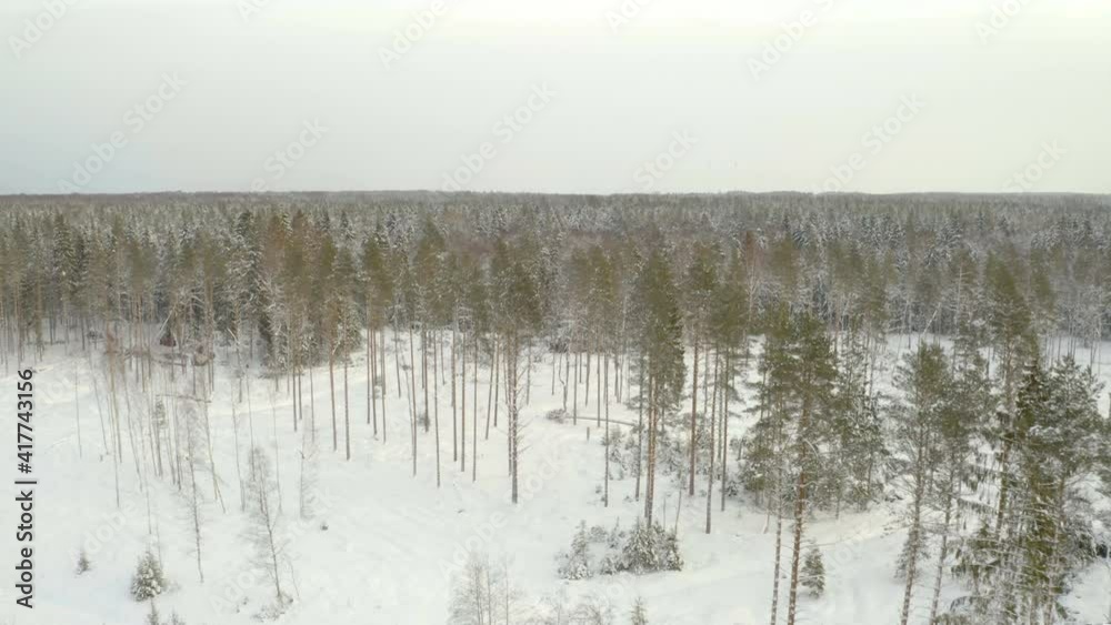 The tall trees in the forest on an aerial view with the snow covering the ground during the winter season The tall trees in the forest on an aerial view with the snow covering the ground during the winter season