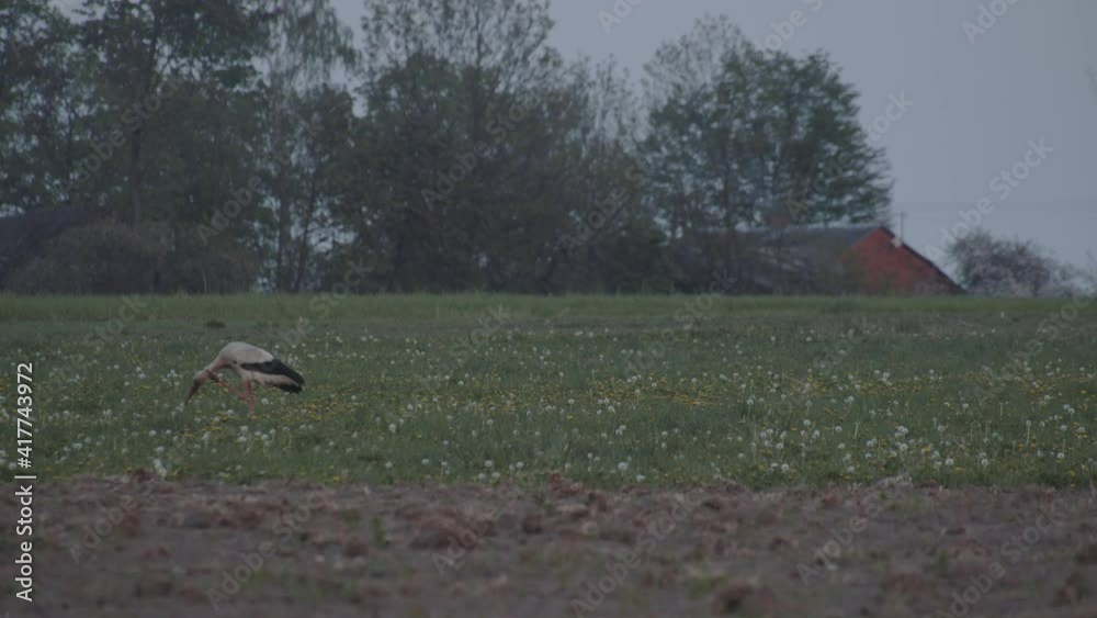 White stork stopping to scratch itself in a green field, Poland, wide shot White stork stopping to scratch itself in a green field, Poland, wide shot