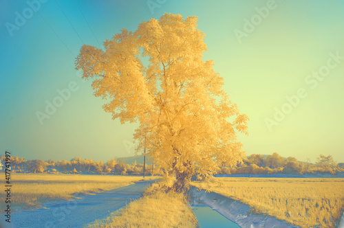 Yellow tree in the middle of golden rice fields from near infrared style by IR camera.