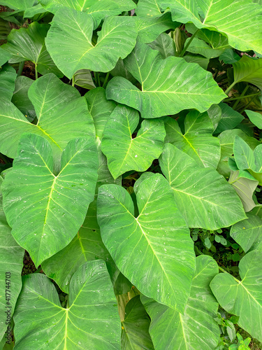 green leaves background