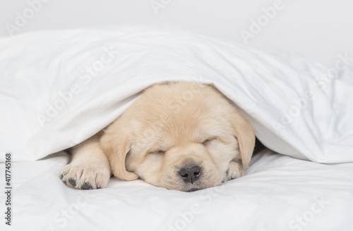Golden retriever puppy sleeps under white warm blanket on a bed at home © Ermolaev Alexandr