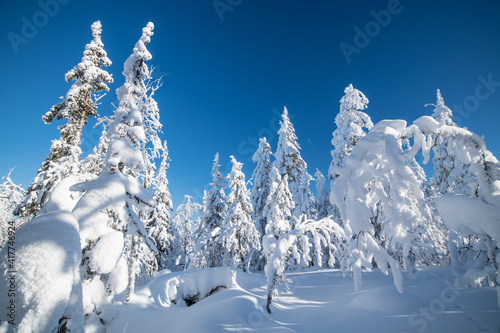 Winter landscape. A fairy tale with frozen snow-covered trees in the cold polar winter