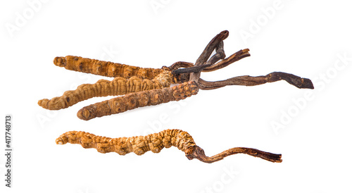 Ophiocordyceps sinensis (CHONG CAO, DONG CHONG XIA CAO) or mushroom cordyceps this is a herbs on white background.cilpping path