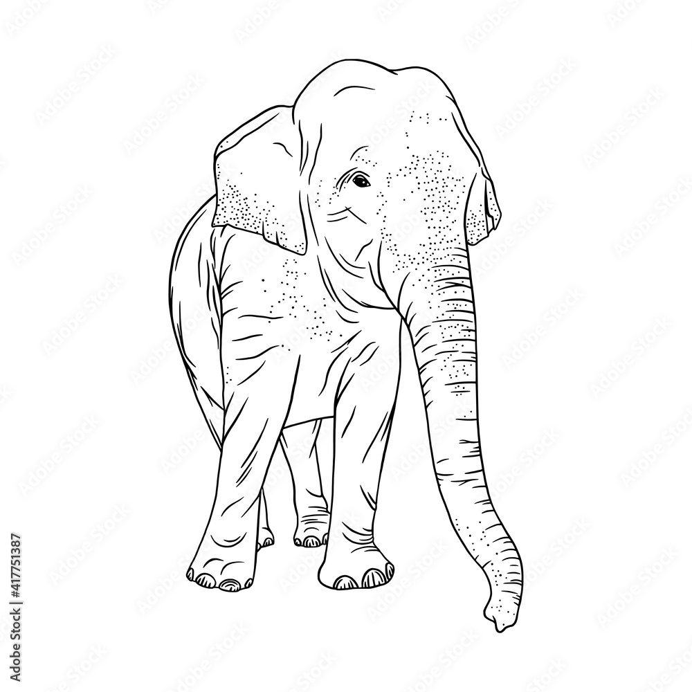 Obraz premium Elephant isolated on white background. Realistic outline elephant. Sketch vector illustration