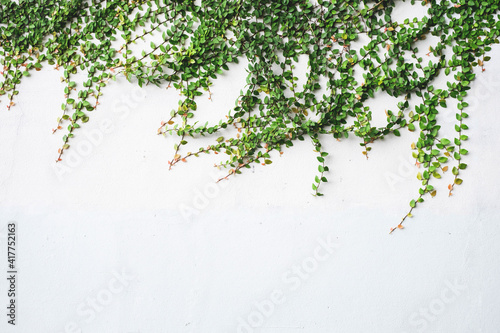 The surface of green leaves or the Ivy tree on Brick wall background white decoration wall with grunge surface texture.