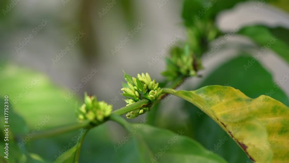 Coffee flower buds on green nature bokeh, Coffee tree in Organic Farm with white Coffee flower buds.