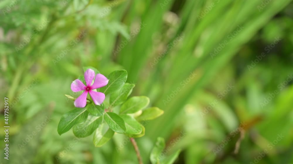 Selective focus close up shot of Madagascar periwinkle flower and sun flower with green leaf plants garden Selective focus close up shot of Madagascar periwinkle flower and sun flower with green leaf plants garden