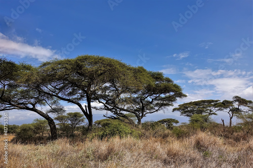 Landscape of the African savanna on a sunny day. Yellow dry grass and umbrella acacias against the backdrop of the blue sky. Kenya. Amboseli park.