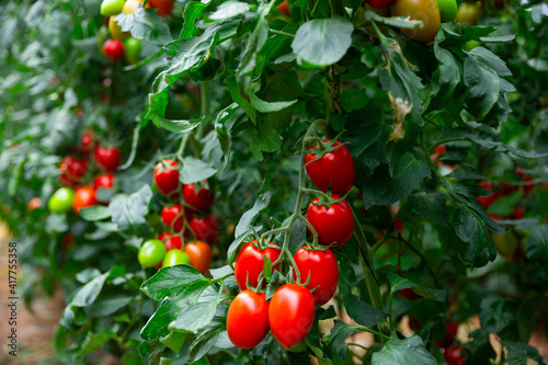 Red organic plum tomatoes ripening on bushes in greenhouse. Growing of industrial vegetable cultivars