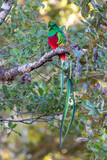 Resplendent Quetzal, Pharomachrus mocinno, from Savegre in Costa Rica with blurred green forest in background. Magnificent sacred green and red bird