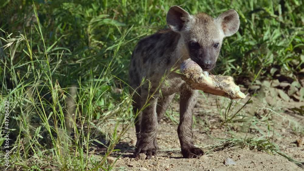 Slow motion of a tiny Spotted Hyena cub standing with a bone in its mouth before walking, Kruger National Park. Slow motion of a tiny Spotted Hyena cub standing with a bone in its mouth before walking, Kruger National Park.